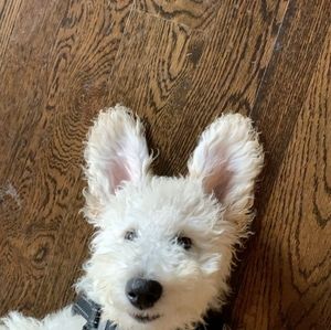 Meet your Posher, Shellie